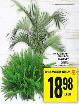 Food Basics 10 KIMBERLY FERNS OR MAJESTY PALMS offer