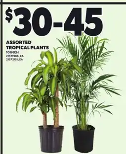 Loblaws ASSORTED TROPICAL PLANTS 10 INCH offer