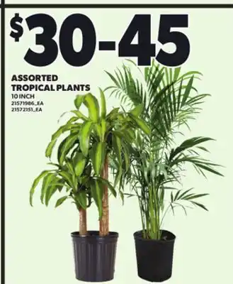 Loblaws ASSORTED TROPICAL PLANTS 10 INCH offer