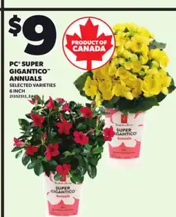 Loblaws PC SUPER GIGANTICO ANNUALS, 6 INCH offer