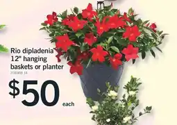 Fortinos RIO DIPLADENIA 12 HANGING BASKETS OR PLANTER offer