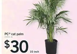 Fortinos PC CAT PALM, 10 INCH offer