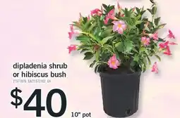 Fortinos DIPLADENIA SHRUB OR HIBISCUS BUSH, 10 POT offer