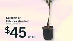 Fortinos GARDENIA OR HIBISCUS STANDARD, 10 POT offer