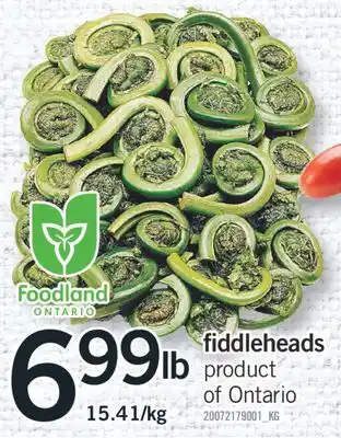 Fortinos FIDDLEHEADS offer