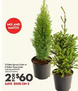 Longo's 2 Gallon Spruce Cedar or 2 Gallon Thuja Cedar offer