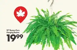 Longo's 10 Boston Fern Hanging Basket offer