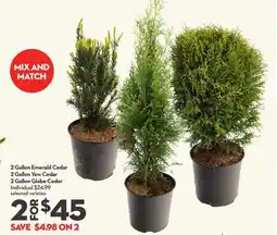 Longo's 2 Gallon Emerald Cedar 2 Gallon Yew Cedar 2 Gallon Globe Ceder offer