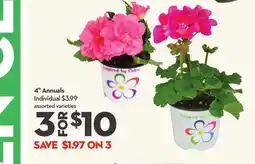Longo's 4 Annuals offer