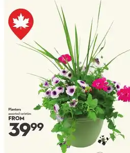 Longo's Planters offer