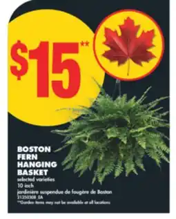 No Frills BOSTON FERN HANGING BASKET, 10 inch offer
