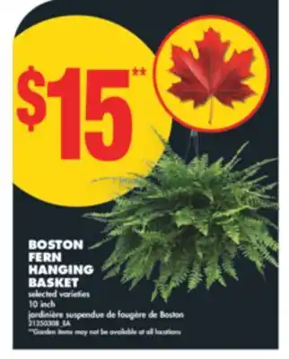 No Frills BOSTON FERN HANGING BASKET, 10 inch offer