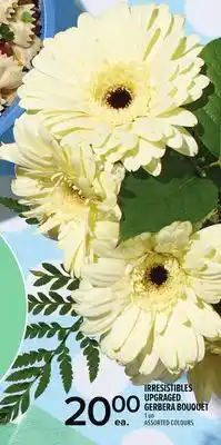 Metro IRRESISTIBLES UPGRAGED GERBERA BOUQUET offer