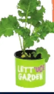 RONA ASSORTED HERB PLANTS offer