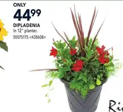 RONA DIPLADENIA offer