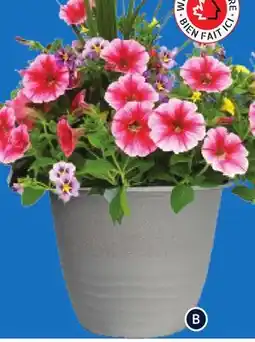 RONA ANNUALS IN 13 PLANTER offer