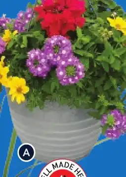 RONA ANNUALS IN 12 HANGING BASKET offer