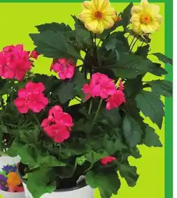 FreshCo Premium Assorted Annuals or Herbs 1 Gallon Pot offer