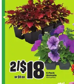 Chalo FreshCo 6 Pack Annuals Annuals offer