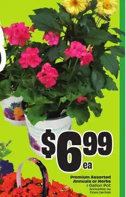 Chalo FreshCo Premium Assorted Annuals or Herbs offer