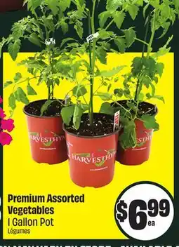 Chalo FreshCo Premium Assorted Vegetables 1 Gallon Pot offer