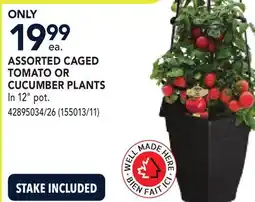 RONA ASSORTED CAGED TOMATO OR CUCUMBER PLANTS offer