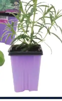 RONA ASSORTED HERBS AND VEGETABLES offer
