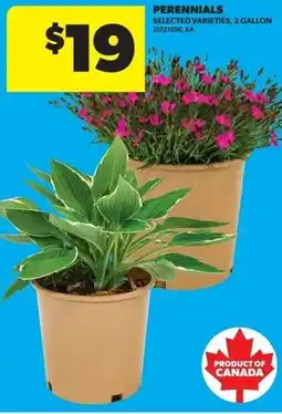 Real Canadian Superstore Perennials offer