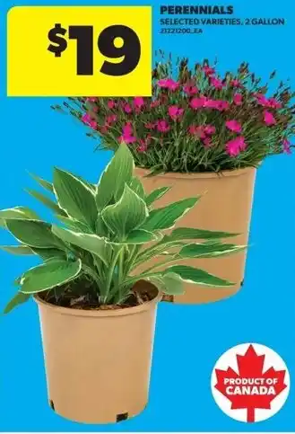 Real Canadian Superstore Perennials offer
