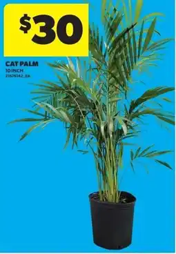Real Canadian Superstore Cat palm offer