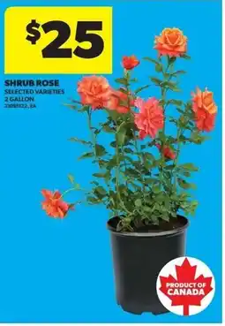 Real Canadian Superstore Shrub rose offer