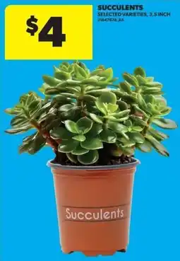 Real Canadian Superstore Succulents offer