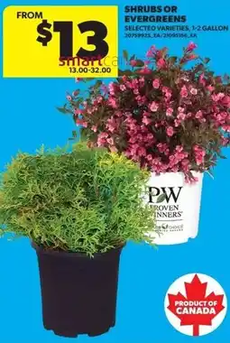 Real Canadian Superstore Shrubs or evergreens offer