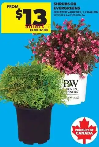 Real Canadian Superstore Shrubs or evergreens offer