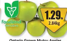 Starsky Ontario Grown Mutsu Apples offer