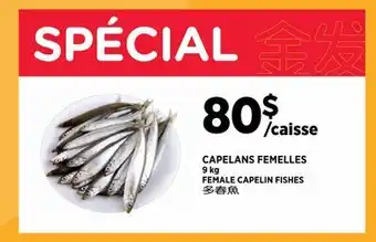 Kim Phat FEMALE CAPELIN FISHES offer