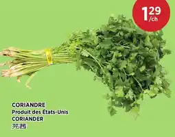 Kim Phat CORIANDER offer