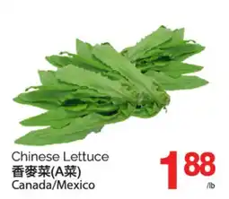 T&T Supermarket CHINESE LETTUCE offer