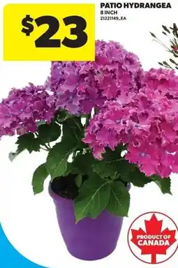 Real Canadian Superstore Patio hydrangea offer
