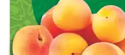 Marché Adonis APRICOTS offer
