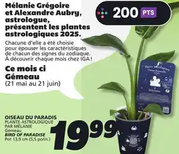 IGA Gémeau BIRD OF PARADISE offer