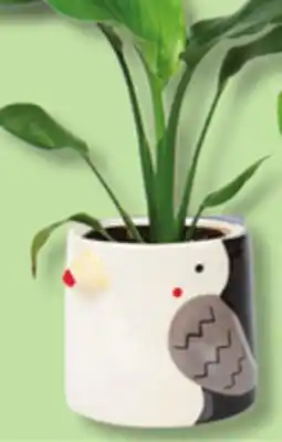IGA PLANTS IN BIRD POT offer