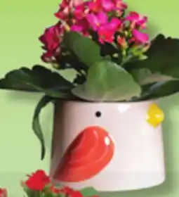 IGA KALANCHOE BIRD PARADISE, FRUIT OR MANGO FLOWER POT offer