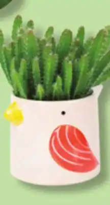 IGA PLANTS IN BIRD OR MOAI POT offer