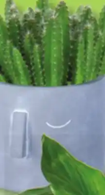 IGA PLANTS IN MOAI POT offer