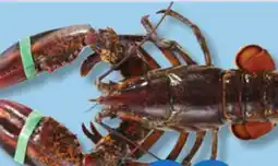 IGA VIVANT LIVE LOBSTER offer
