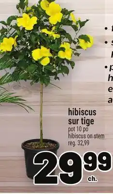Metro HIBISCUS SUR TIGE | HIBISCUS ON STEM offer
