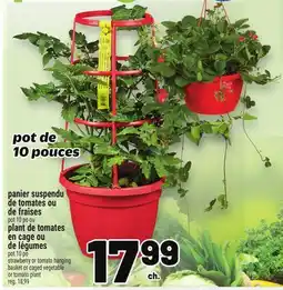 Metro PANIER SUSPENDU DE TOMATES OU DE FRAISES | STRAWBERRY OR TOMATO HANGING BASKET offer