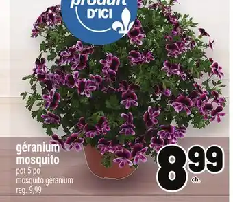 Metro GÉRANIUM MOSQUITO | MOSQUITO GERANIUM offer