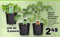 Metro PLANTS DE LÉGUMES ASSORTIS OU DE FINES HERBES | ASSORTED VEGETABLE PLANT OR FINE HERBS offer